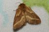 Malacosoma castrensis
